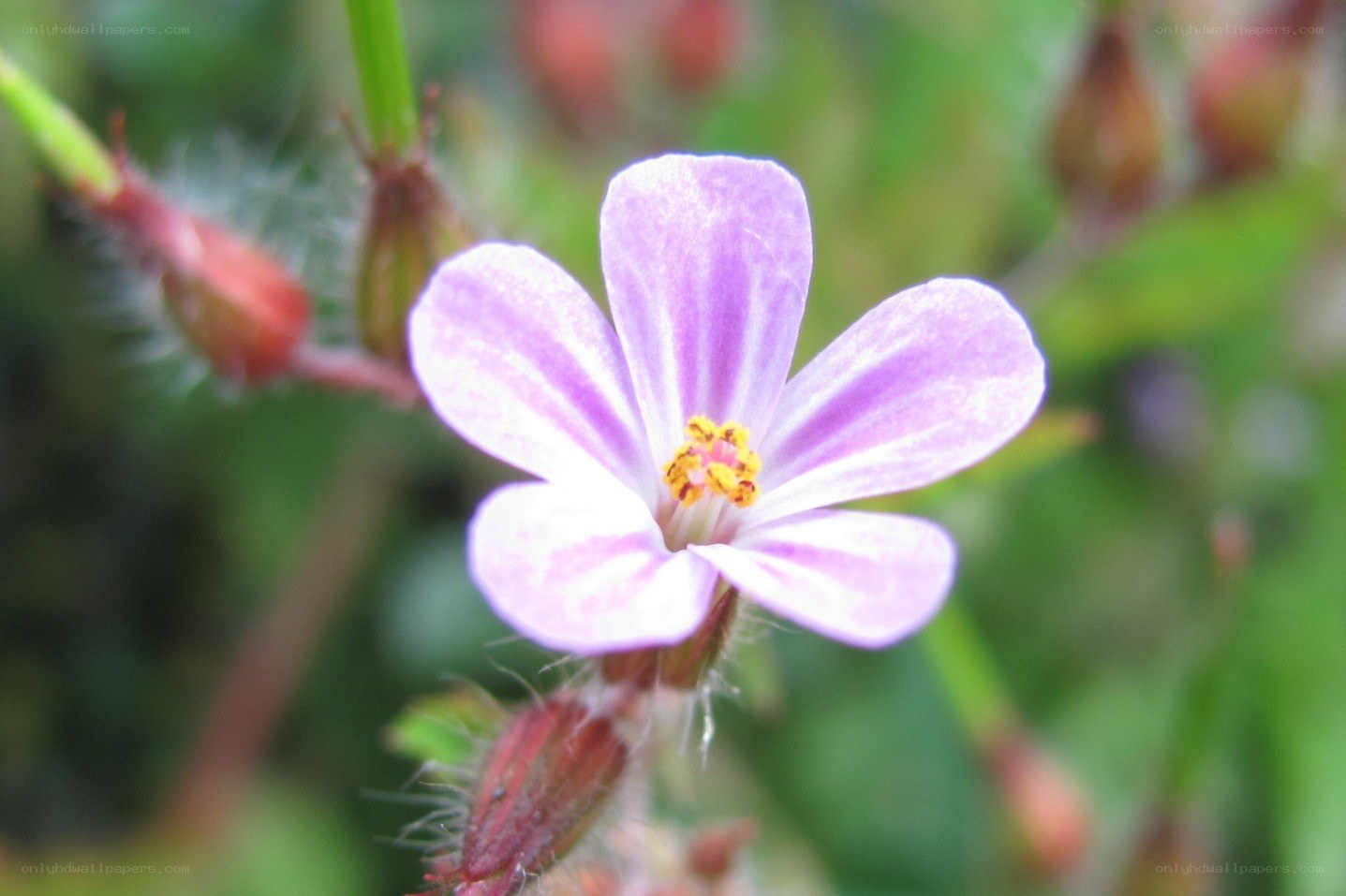 purple wildflower in bloom