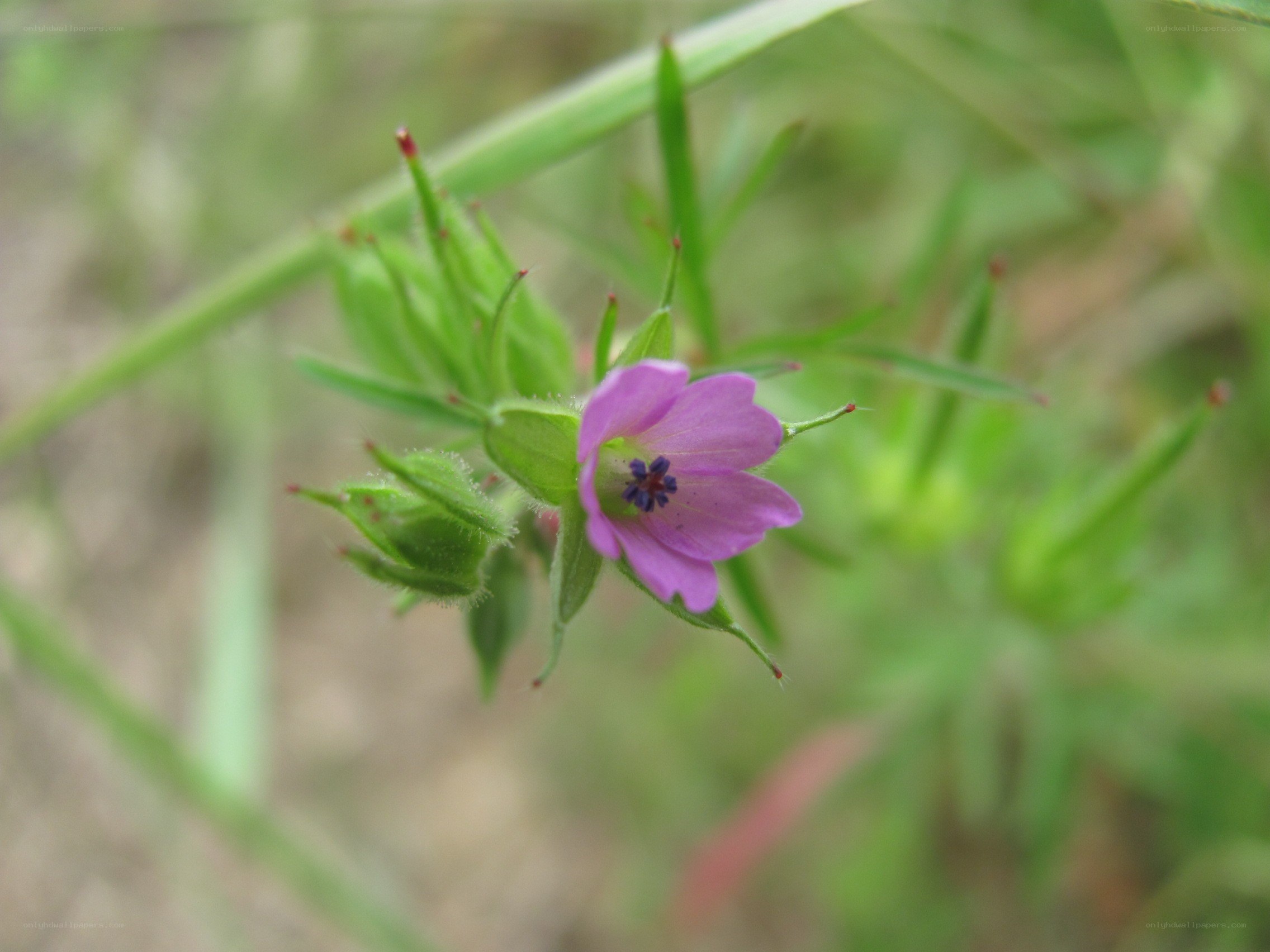 purple wildflower in bloom