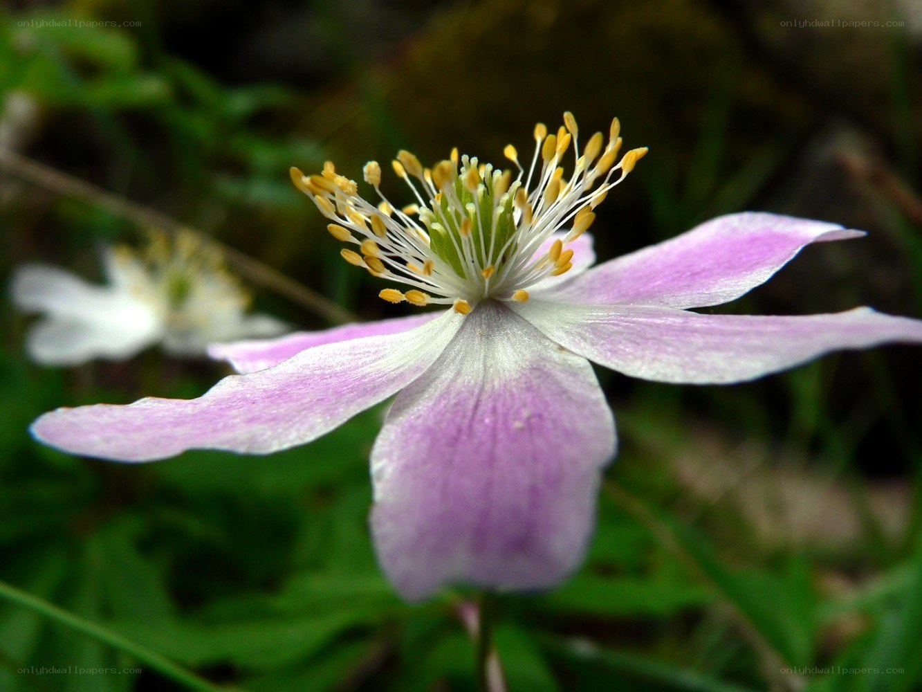purple wildflower in bloom