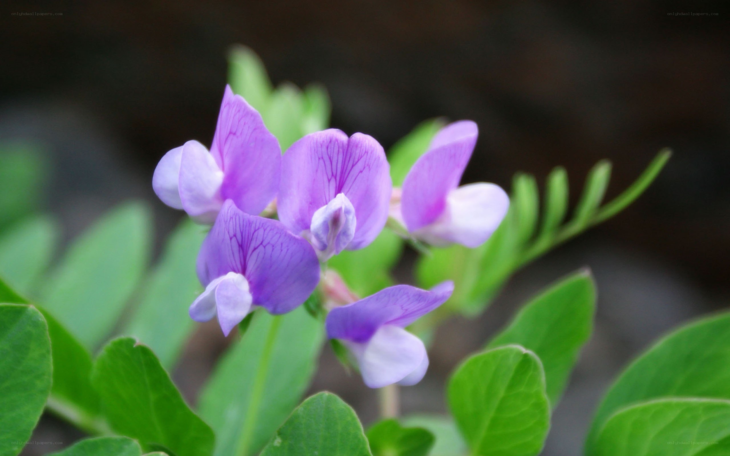purple wildflower in bloom