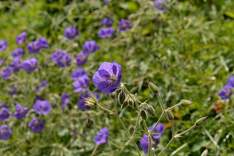 Purple Wildflower in Focus — Serene