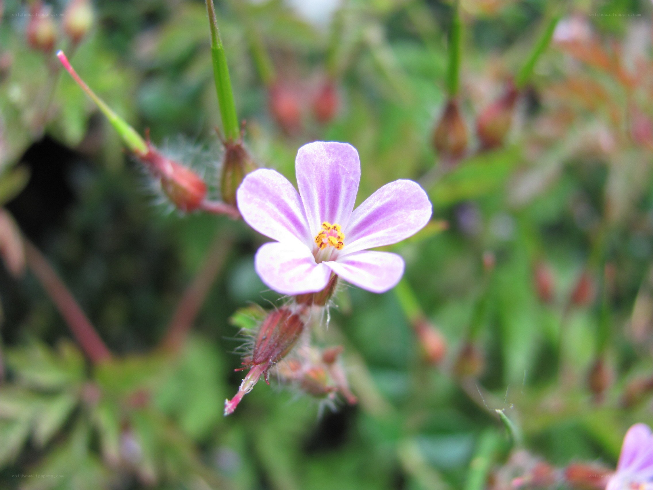 purple wildflower in focus