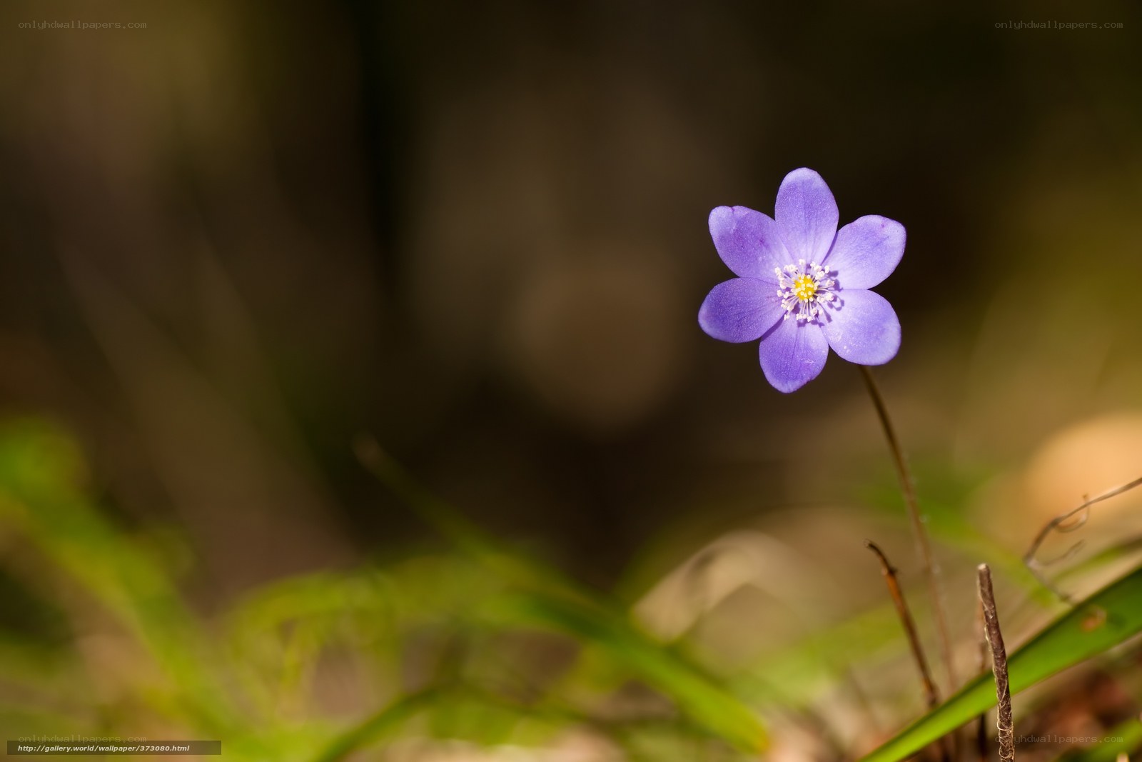 Purple wildflower in forest