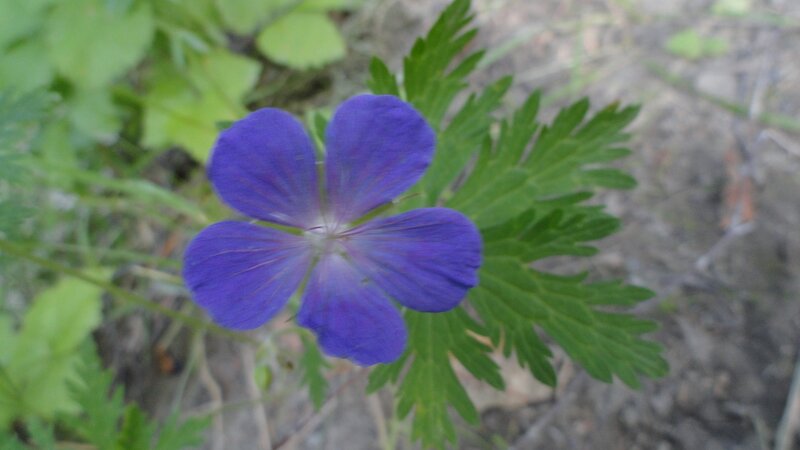 purple wildflower in forest