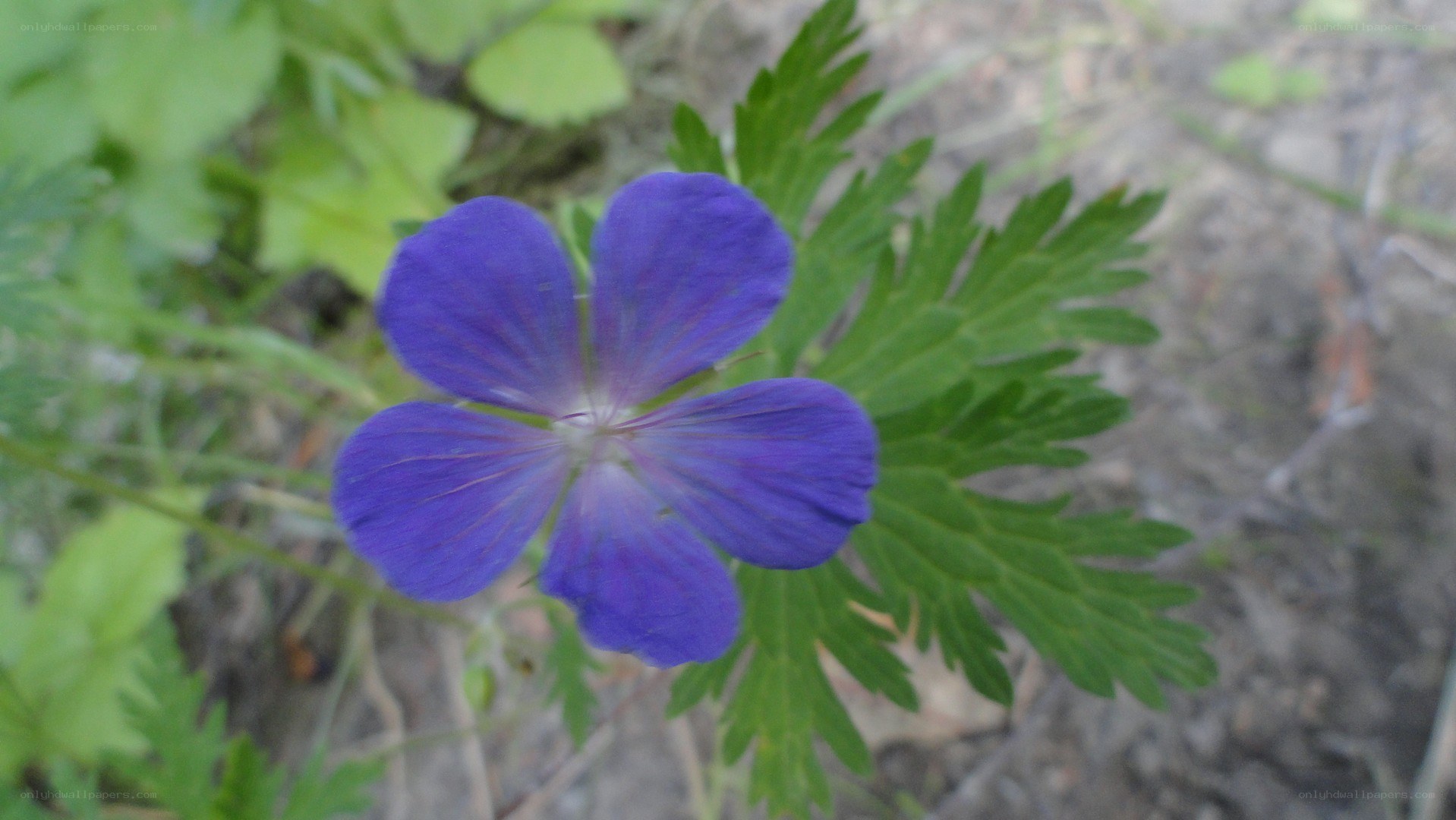 purple wildflower in forest