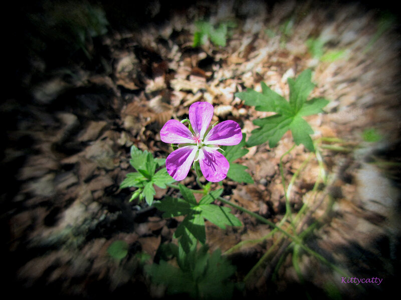 Purple Wildflower in Forest — Serene