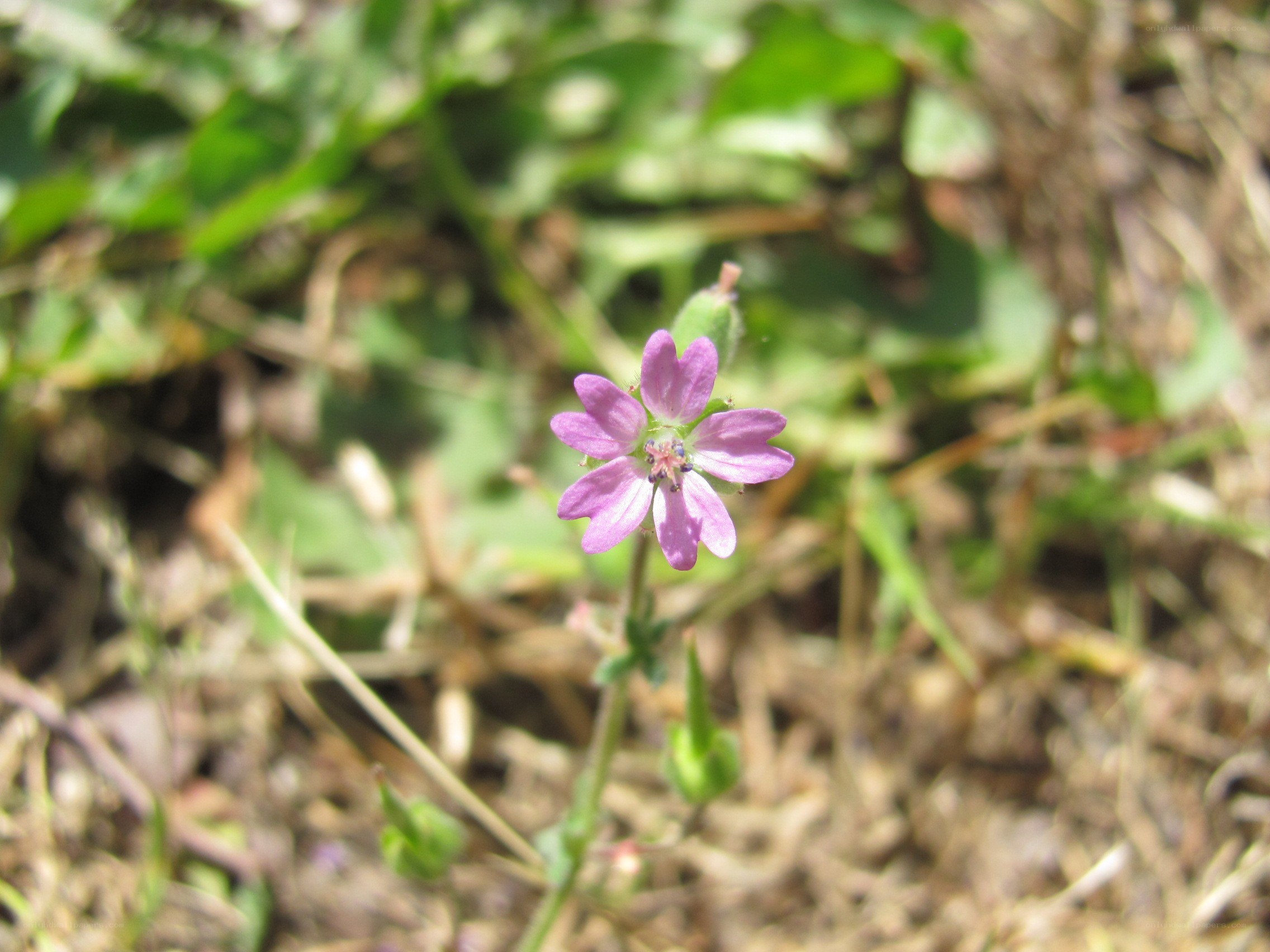 purple wildflower in grass