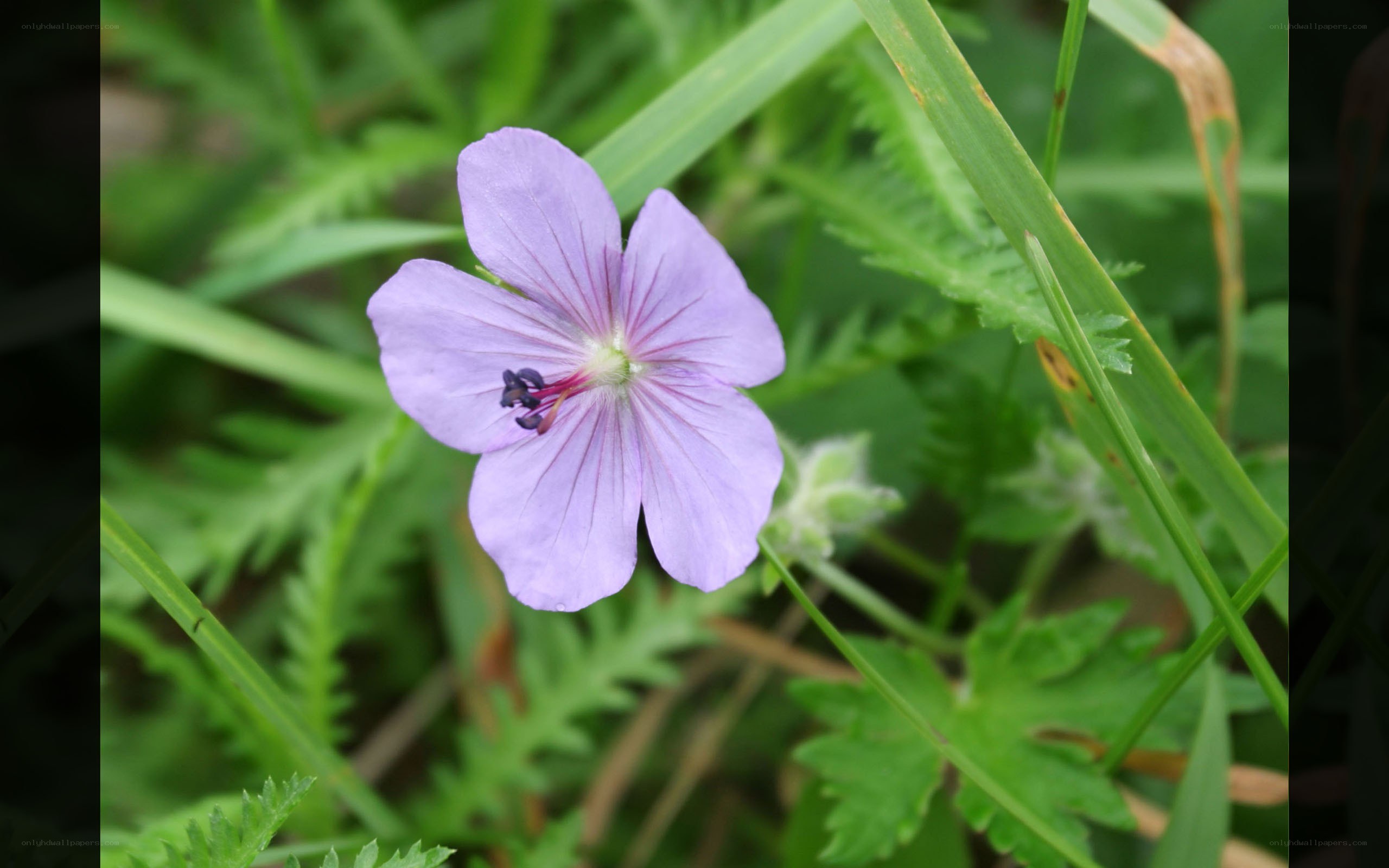 purple wildflower in grass