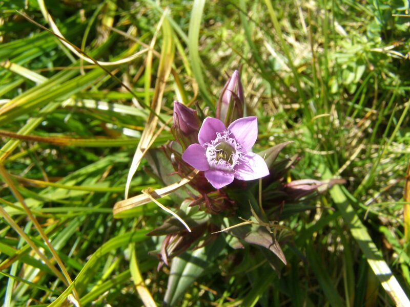 Purple Wildflower in Grass — Serene, Afternoon, Photograph, Buds