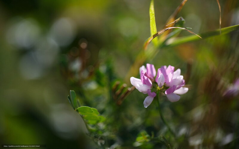 Purple Wildflower in Grass — Serene, Afternoon, Photograph