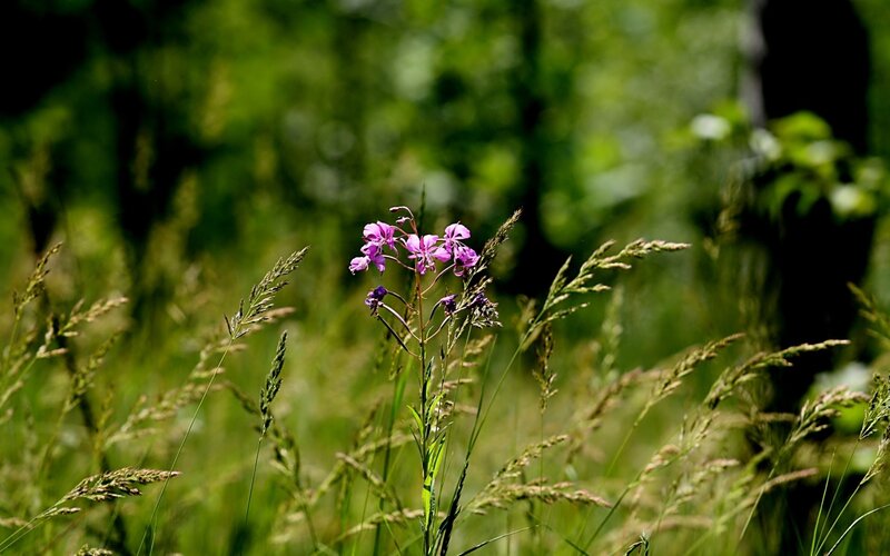 Purple Wildflower in Grass — Serene, Afternoon