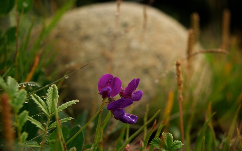 Purple Wildflower in Grass — Serene