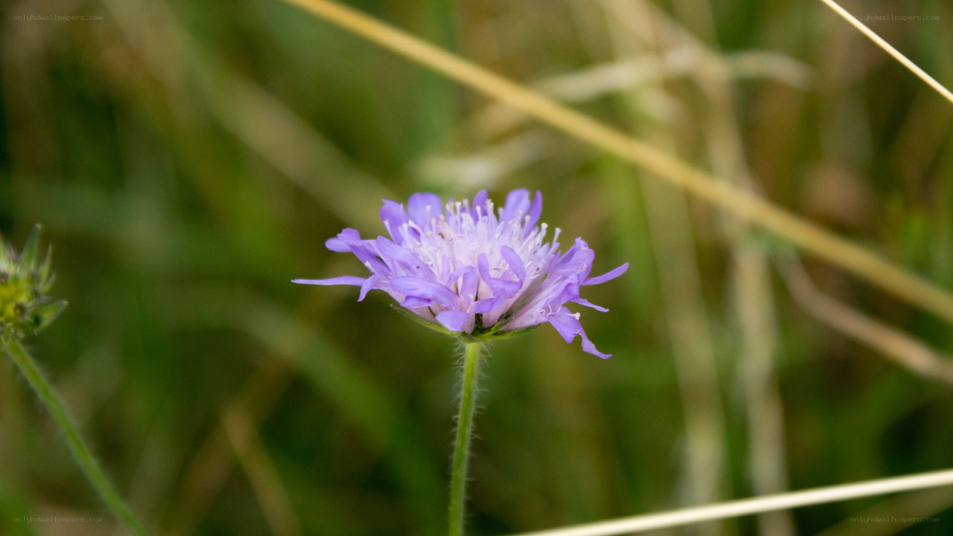 purple wildflower in grass