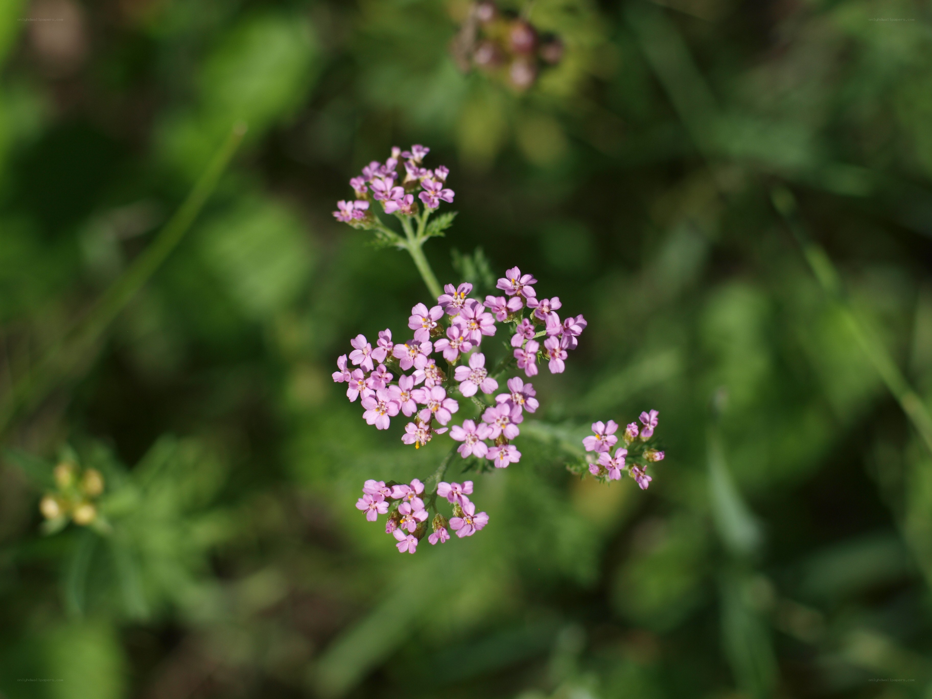 purple wildflower in green field