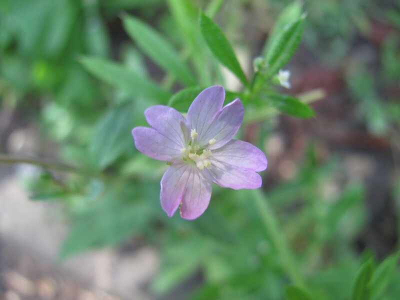 purple wildflower in green foliage