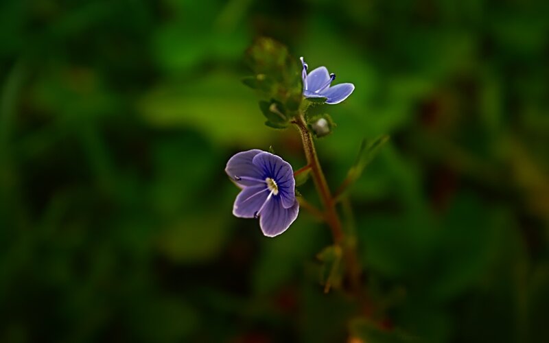 purple wildflower in green foliage