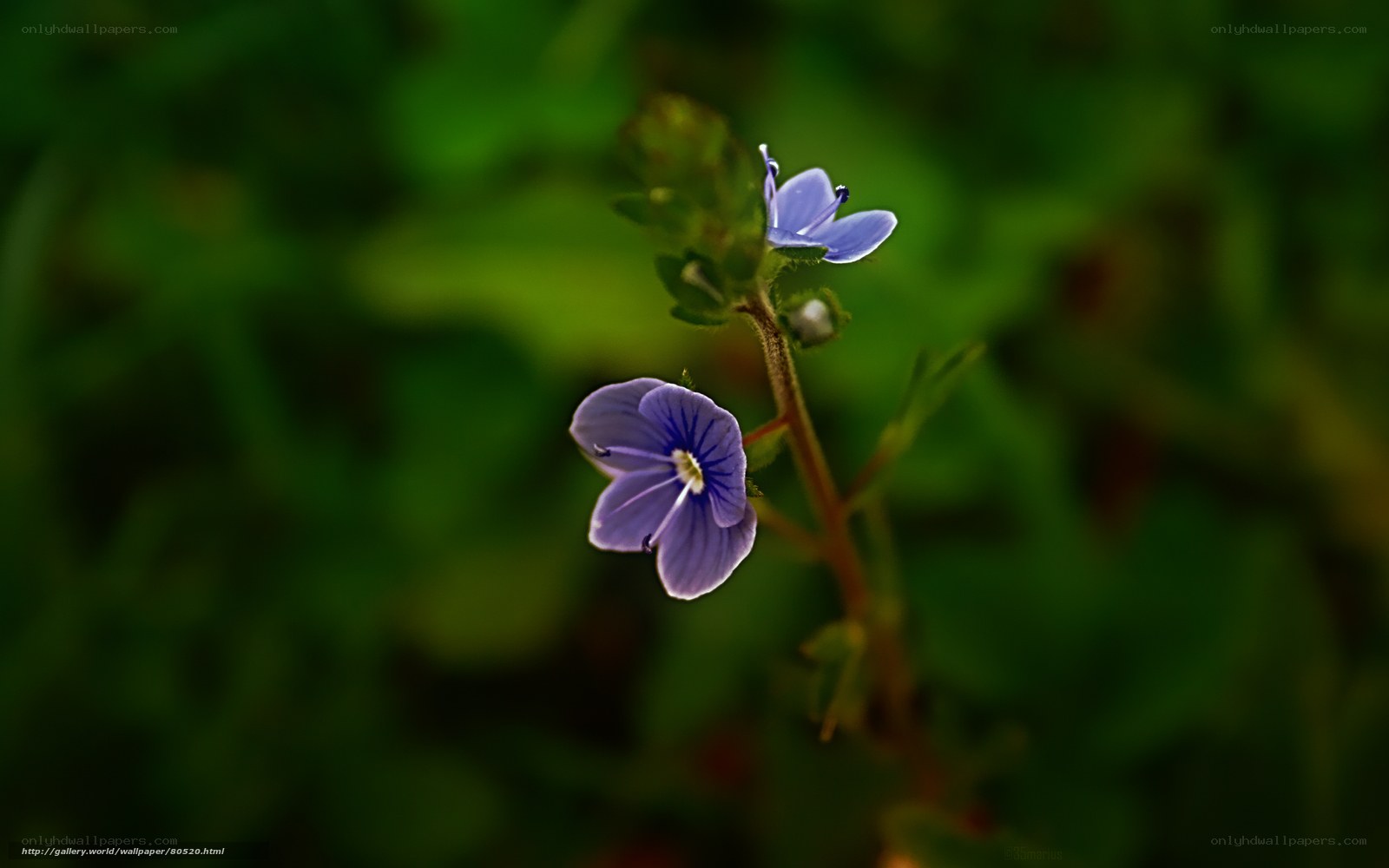 Purple wildflower in green foliage