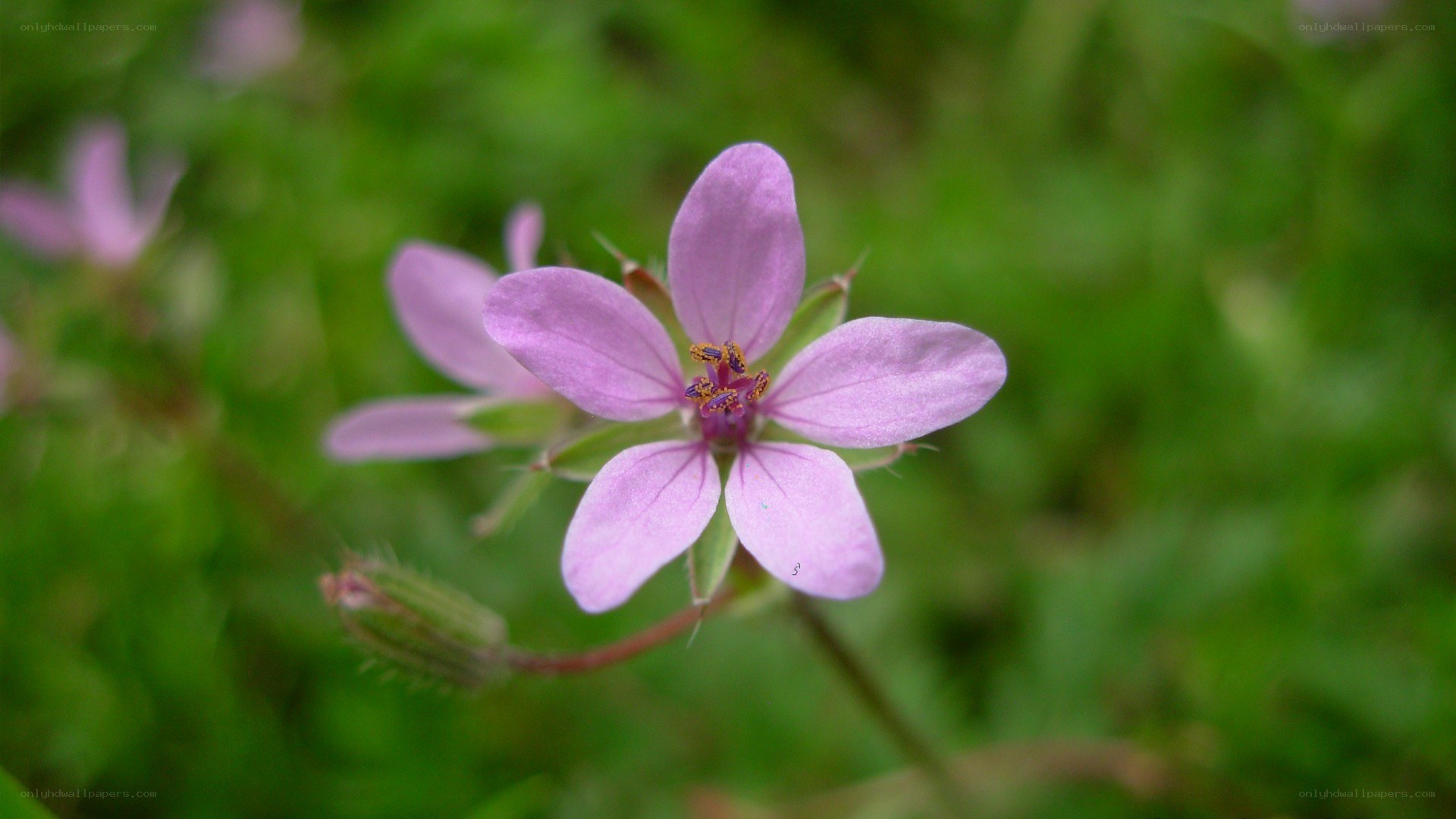 purple wildflower in green grass
