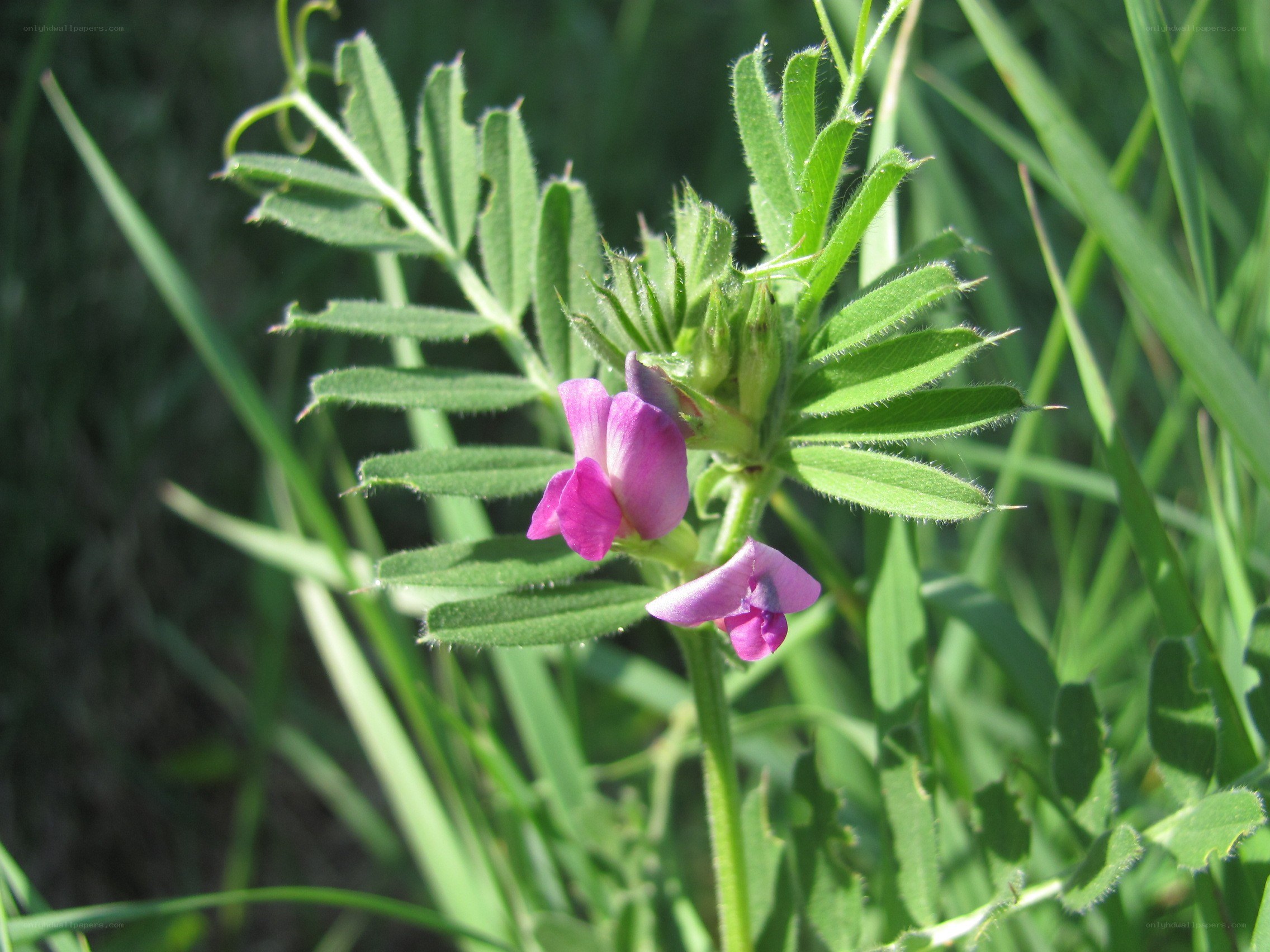 purple wildflower in green grass