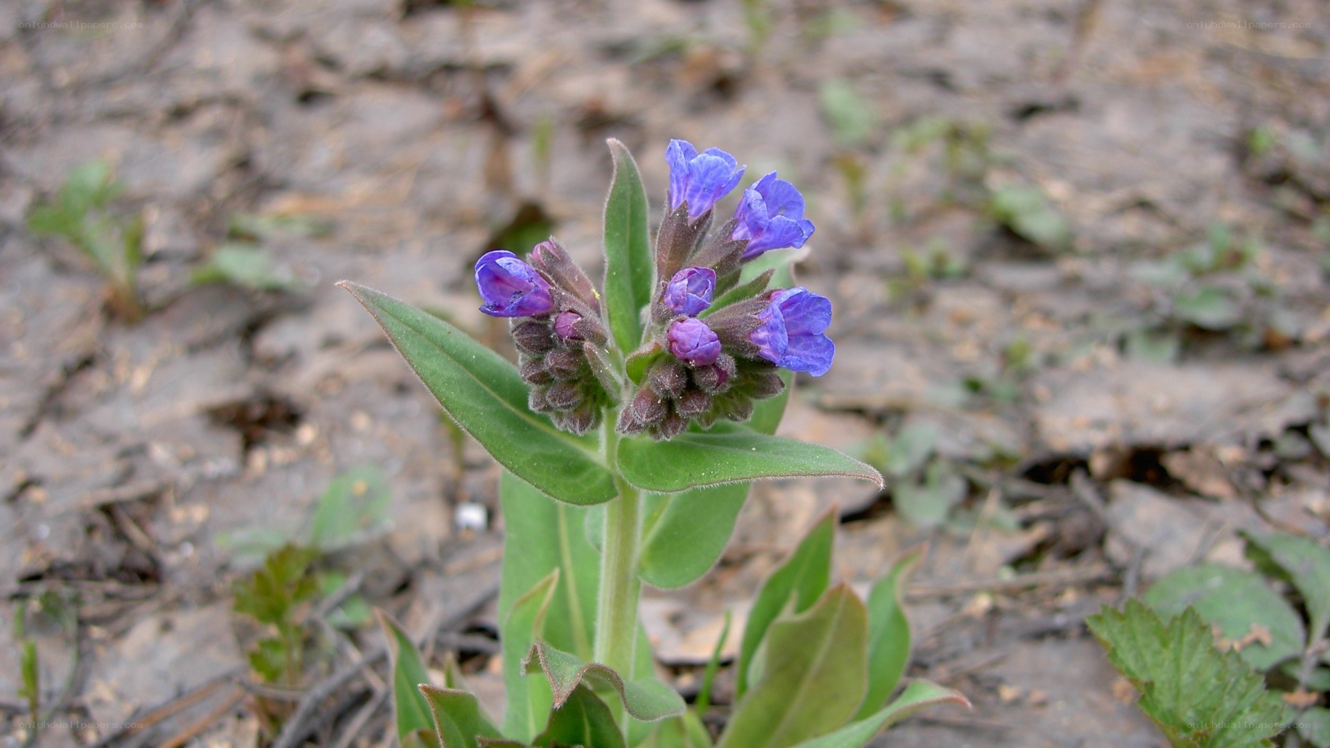 purple wildflower in soil