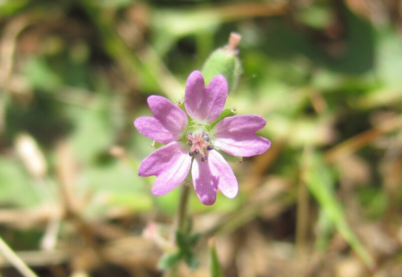 purple wildflower in sunlight