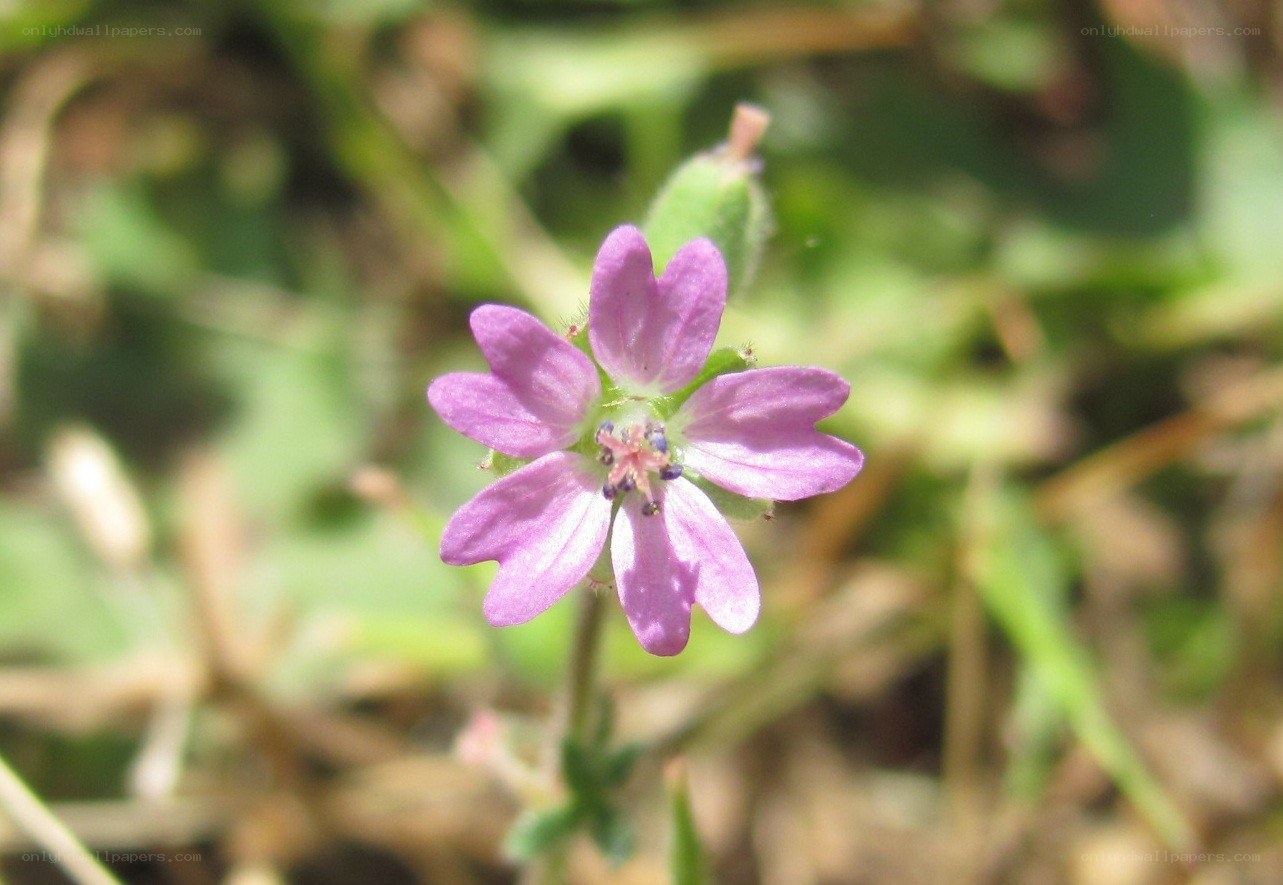 purple wildflower in sunlight