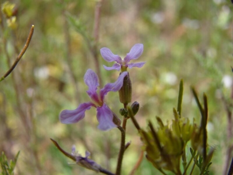 Purple Wildflower — Natural, Spring, Photograph