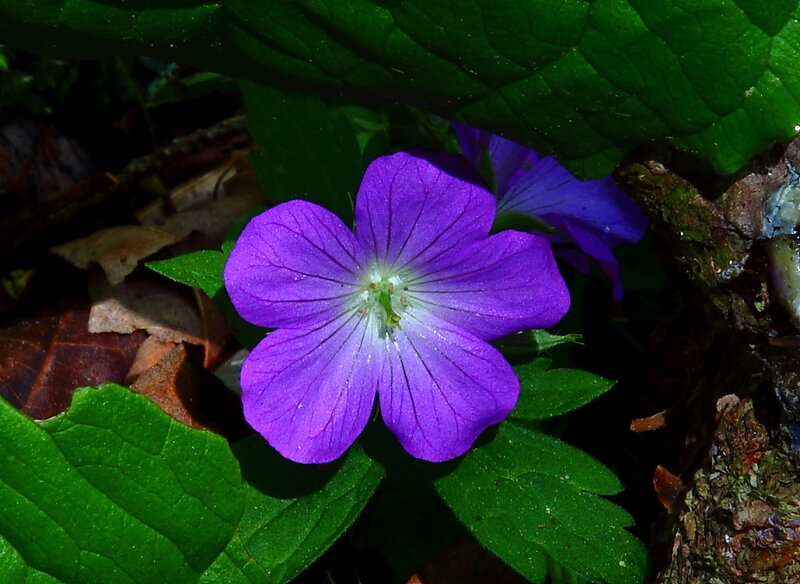 Purple Wildflower — Natural