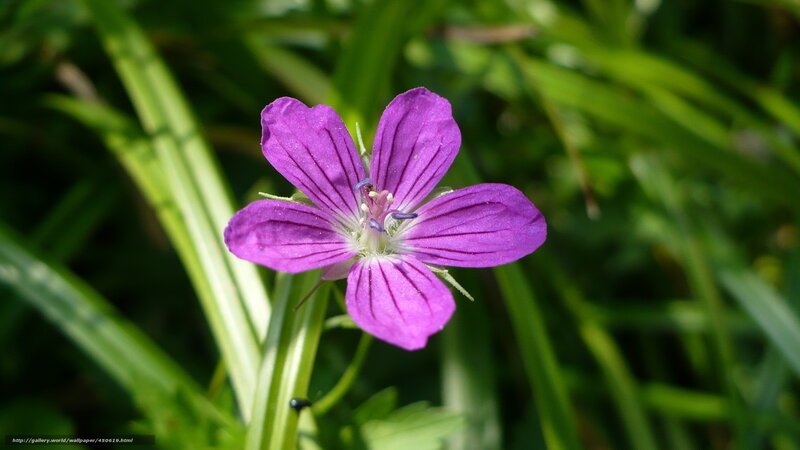 Purple Wildflower — Serene, Afternoon