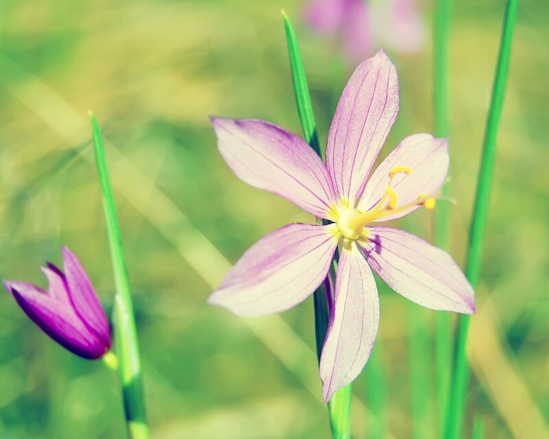 Purple Wildflower — Serene, Spring