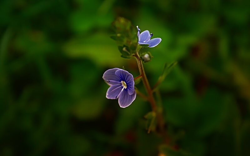 Purple Wildflower — Serene