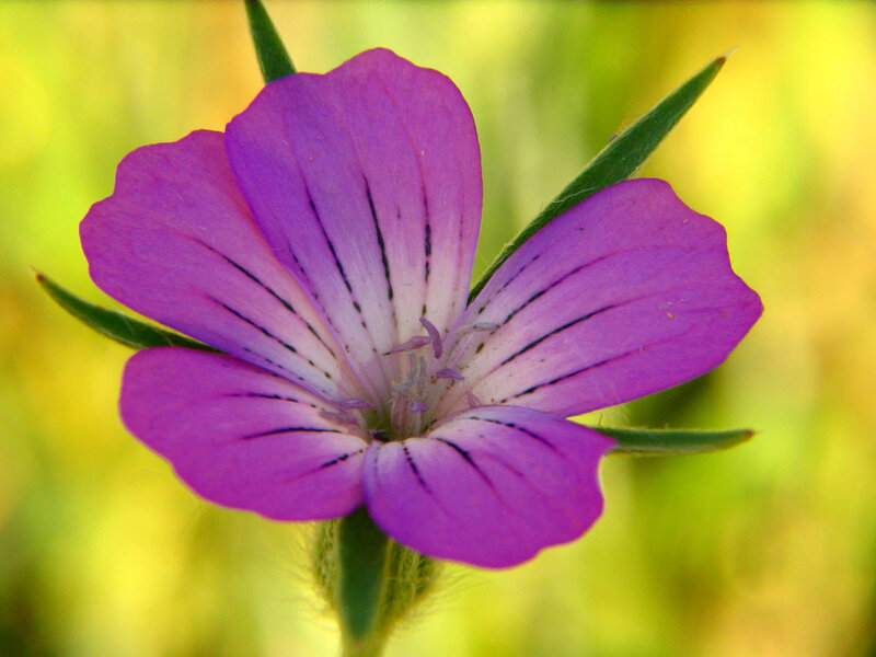 Purple Wildflower