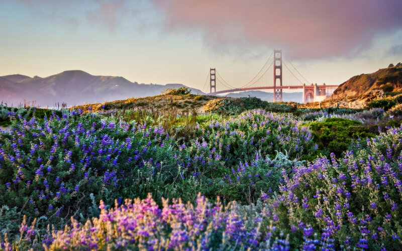 Purple Wildflowers and Bridge