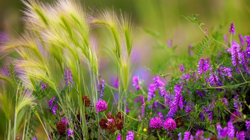 Purple Wildflowers and Grass — Serene, Summer