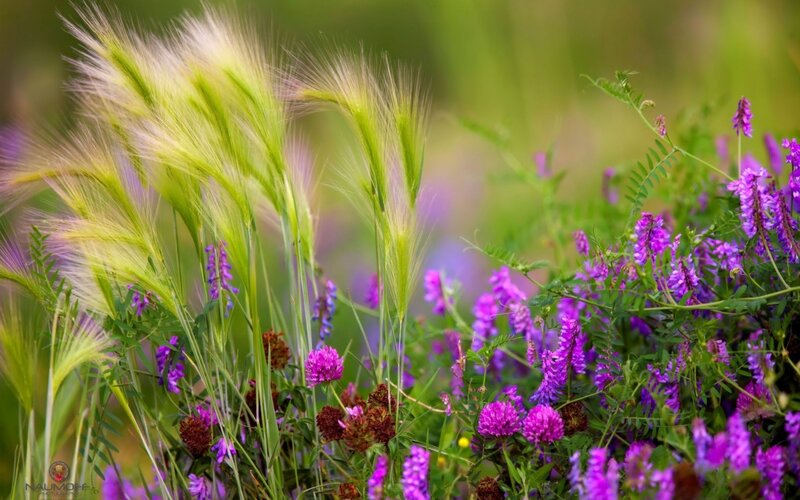 Purple Wildflowers and Grass — Serene