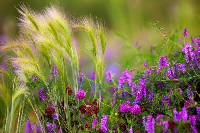 Purple Wildflowers and Grass