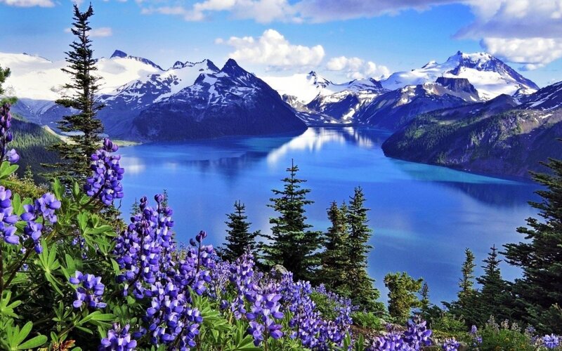 Purple Wildflowers and Lake — Blue, Serene, Summer, Photograph, Mountains