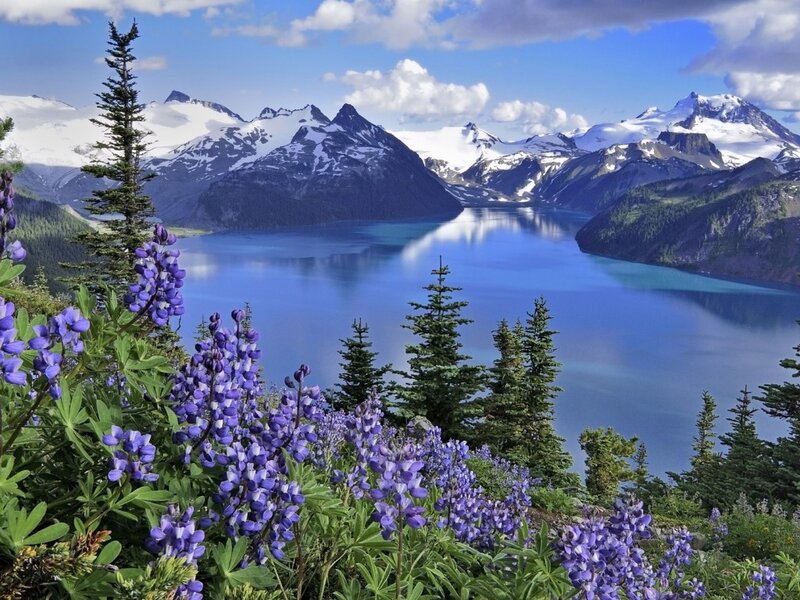 Purple Wildflowers and Lake — Blue, Serene