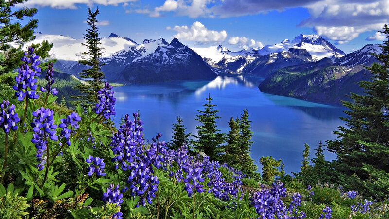 Purple Wildflowers and Lake — Blue
