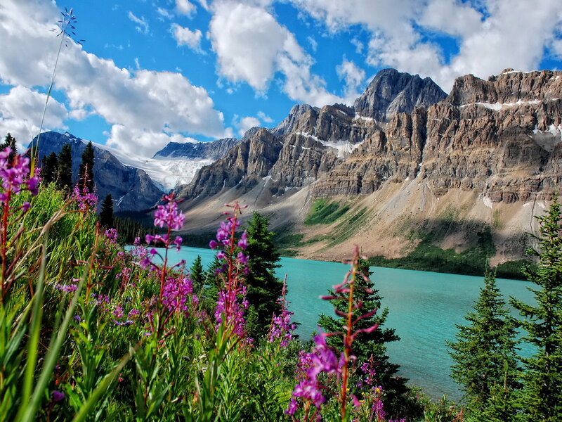Purple Wildflowers and Lake