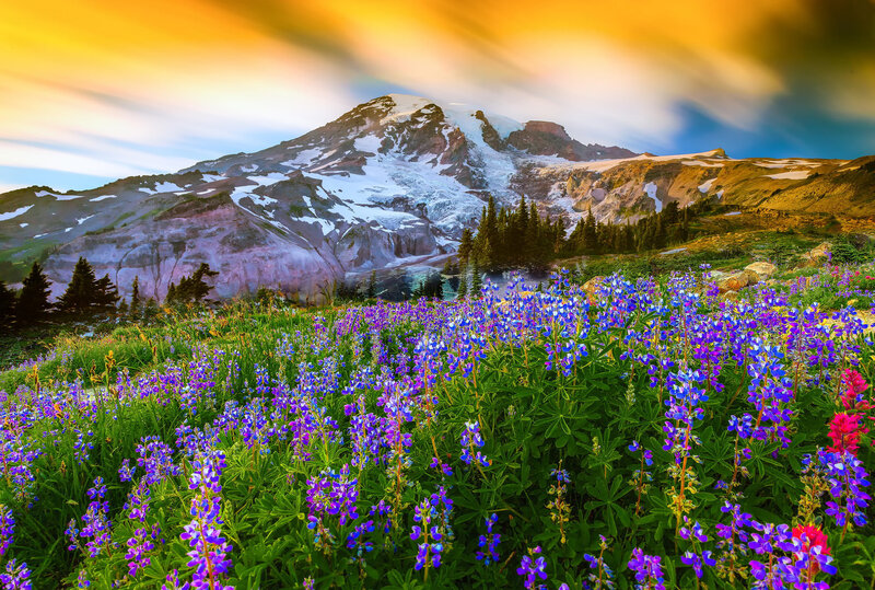 Purple Wildflowers and Mountain — Blue, Serene