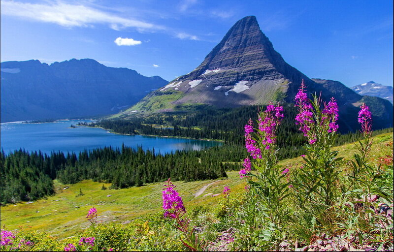 Purple Wildflowers and Mountain — Blue