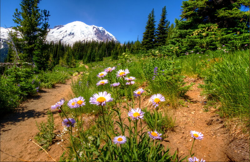 Purple Wildflowers and Mountain — Green