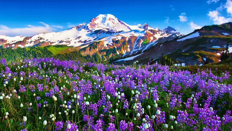 Purple Wildflowers and Mountain — Serene, Afternoon