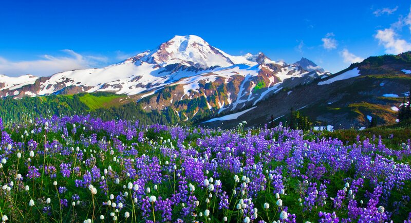 Purple Wildflowers and Mountain — Serene, Summer, Photograph