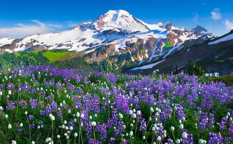 Purple Wildflowers and Mountain — Serene, Summer