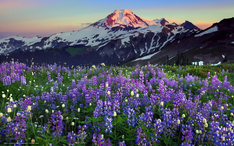 Purple Wildflowers and Mountain — Serene, Sunset, Photograph, Snow