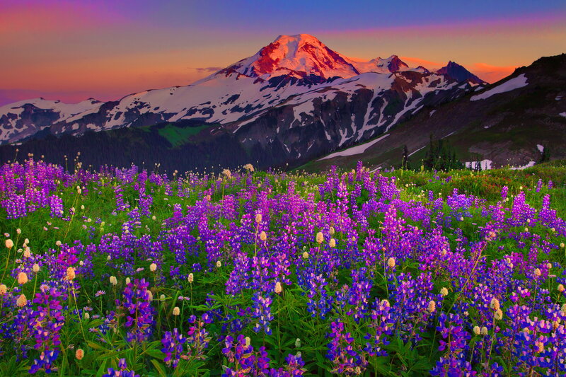 Purple Wildflowers and Mountain — Serene, Sunset, Photograph
