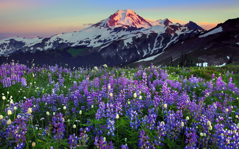 Purple Wildflowers and Mountain — Serene, Sunset