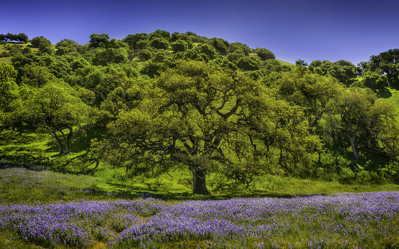 Purple Wildflowers and Oak Trees